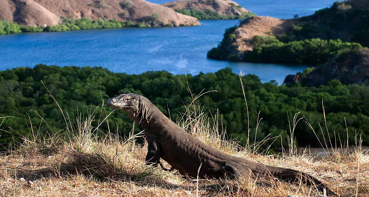 Tips Aman Berkunjung ke Pulau Komodo